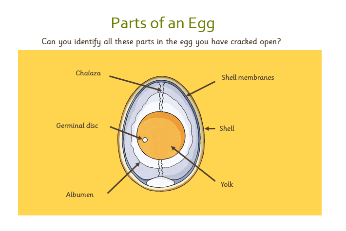 Egg.PNG