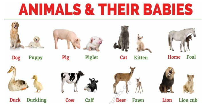 animals_and_babies.PNG
