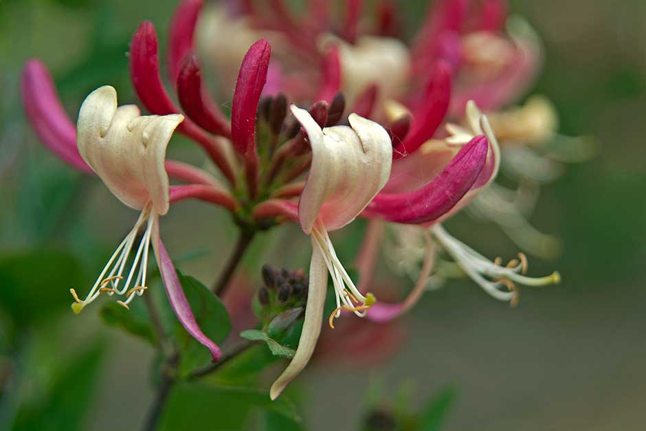 honeysuckle