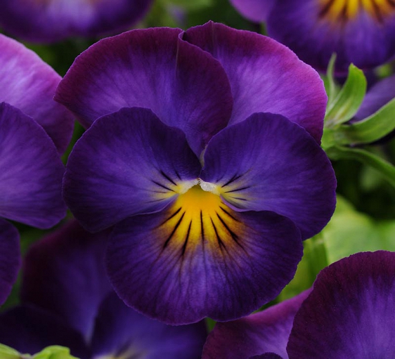 violet
