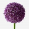 allium